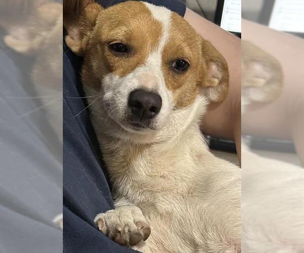 Medium Photo #1 Cardigan Welsh Corgi-Unknown Mix Puppy For Sale in San Antonio, TX, USA