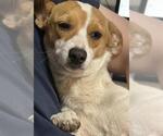 Small Cardigan Welsh Corgi Mix