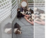 Small #3 Colonial Cocker Spaniel-Saint Bernard Mix