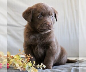 Labrador Retriever Puppy for sale in BUCKINGHAM, VA, USA