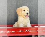 Small #6 Goldendoodle