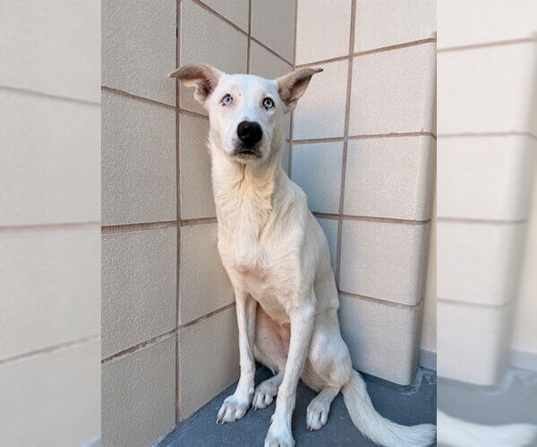 Medium Photo #3 Unknown-Whippet Mix Puppy For Sale in Corpus Christi, TX, USA