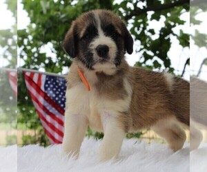 Saint Berdoodle Puppy for sale in HAGERSTOWN, MD, USA
