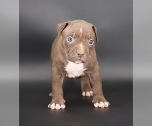 American Bully Puppy for sale in CHAMPAIGN, IL, USA