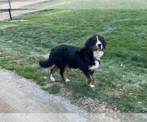 Medium Photo #1 Bernese Mountain Dog Puppy For Sale in MIDDLEBURY, IN, USA