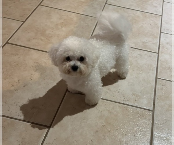 Medium Photo #1 Bichpoo mix (+ Bichon Frise) Puppy For Sale in SAN ANTONIO, TX, USA