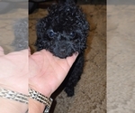 Small #7 Poodle (Toy)