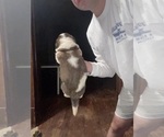 Small #1 Saint Bernard
