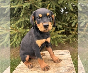Rottweiler Puppy for sale in MIDDLEBURY, IN, USA
