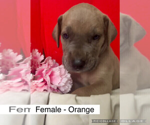 Medium Great Dane