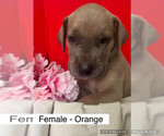 Puppy Puppy 2 Female Great Dane