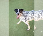 Small #4 Dalmatian Mix