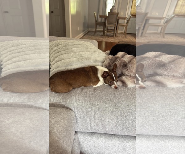 Medium Photo #2 Mutt Puppy For Sale in Gulfport, MI, USA