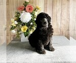 Puppy Melody Poodle (Standard)