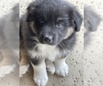 Small Photo #4 Australian Shepherd Puppy For Sale in JURUPA VALLEY, CA, USA