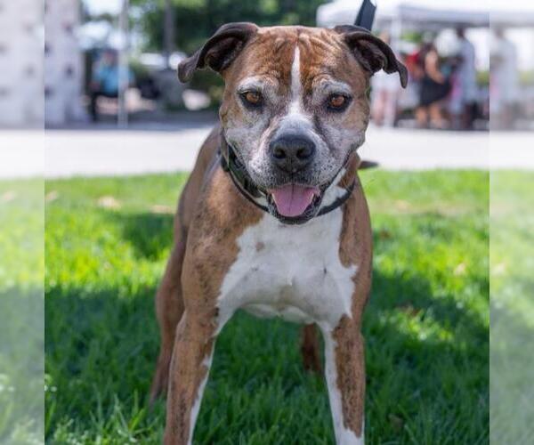 Medium Photo #2 Boxer-Unknown Mix Puppy For Sale in San Diego, CA, USA