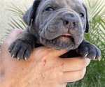 Small Photo #2 Cane Corso Puppy For Sale in RAMONA, CA, USA