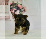 Small #2 Morkie-Yorkshire Terrier Mix