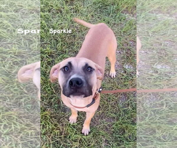 Medium Photo #7 Mutt Puppy For Sale in Ridgefield, CT, USA