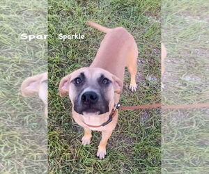 Sparkle - Female Mutt Dog for Adoption - Photo #7