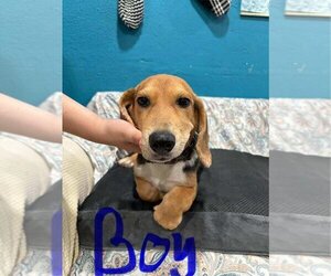 Basset Hound-Unknown Mix Dogs for adoption in Brewster, NY, USA