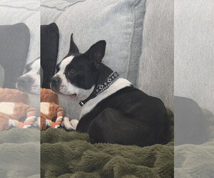 Johanna - Female Boston Terrier Dog for Adoption - Photo #2