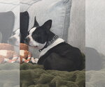 Small Photo #2 Boston Terrier Puppy For Sale in Sandy, UT, USA