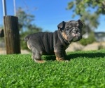 Small #3 English Bulldog