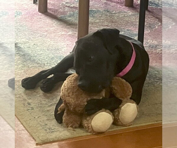 Medium Photo #2 Mutt Puppy For Sale in Candler, NC, USA