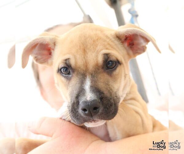 Medium Photo #4 Mutt Puppy For Sale in Washington, DC, USA