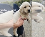 Small #4 Labrador Retriever