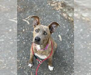 Mutt Dogs for adoption in Santa Barbara, CA, USA