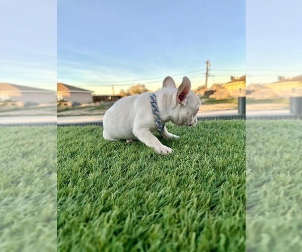 Medium Photo #3 French Bulldog Puppy For Sale in CHARLOTTESVILLE, VA, USA