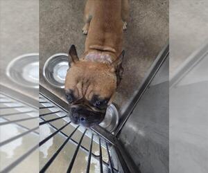 French Bulldog Dogs for adoption in San Bernardino, CA, USA