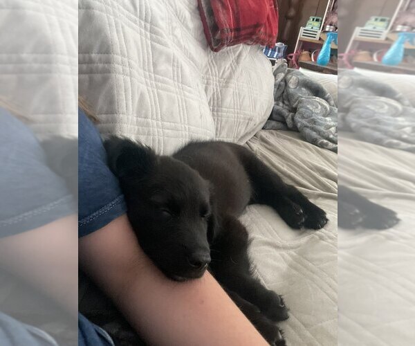 Medium Photo #4 Mutt Puppy For Sale in Evansville, IN, USA