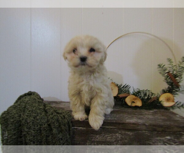 Medium Photo #33 Maltipoo Puppy For Sale in SUGARCREEK, OH, USA