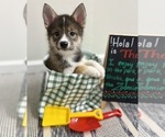 Small #8 Pomsky-Shiba Inu Mix