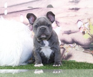 Medium American French Bull Terrier