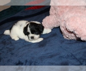 Shih Tzu Puppy for sale in THAYER, KS, USA
