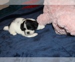 Image preview for Ad Listing. Nickname: Wolfie
