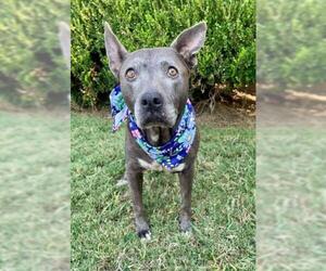 Mutt Dogs for adoption in Tulsa, OK, USA