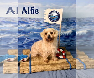 Poodle (Miniature)-Unknown Mix Dogs for adoption in Arcadia, FL, USA