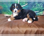 Small Photo #2 Bernese Mountain Dog Puppy For Sale in PEYTON, CO, USA