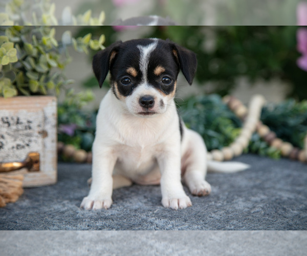 Medium Photo #1 Chihuahua Puppy For Sale in MONROE, IN, USA