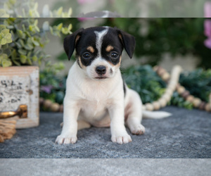 Chihuahua Litter for sale in MONROE, IN, USA