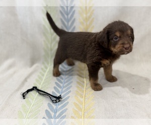 Labradoodle Puppy for sale in PRESCOTT VALLEY, AZ, USA