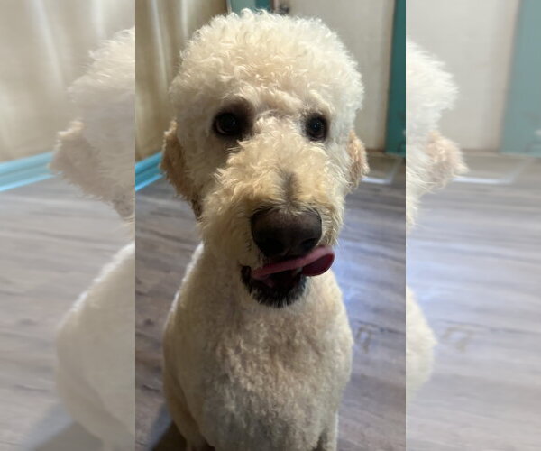 Medium Photo #3 Labradoodle Puppy For Sale in Pacolet, SC, USA
