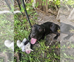 COURTESY POST: Pepper - Female Labrador Retriever-Unknown Mix Dog for Adoption - Photo #2