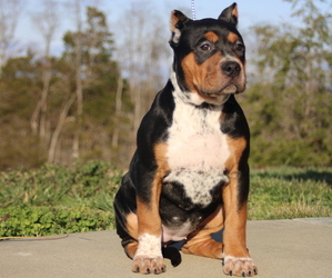 American Bully Puppy for Sale in FRANKLIN, Kentucky USA