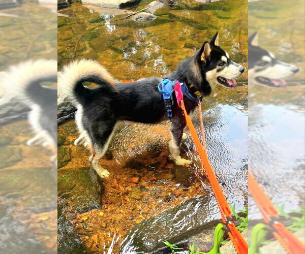 Medium Photo #5 Chow Chow-Siberian Husky Mix Puppy For Sale in Severn, MD, USA